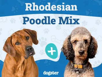 Rhodesian Poodle Mixed Dog Breed: Info, Pictures, Care & More