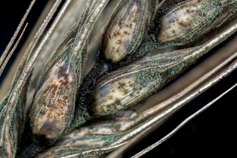 Black mold on grain ear