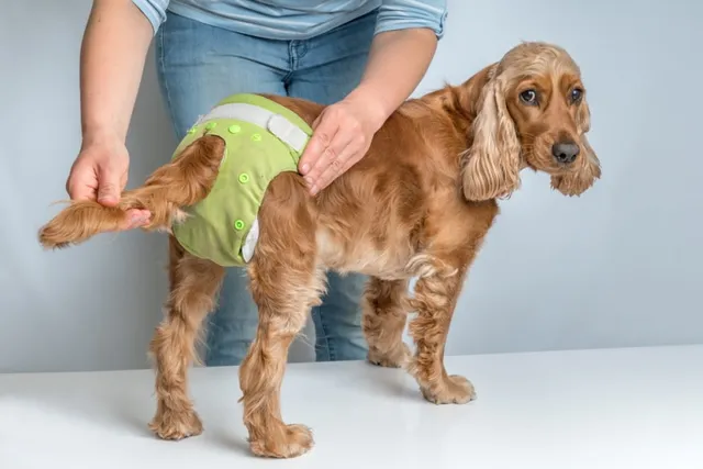 6 DIY Dog Diapers You Can Make Today (With Pictures)