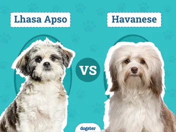 Lhasa Apso vs Havanese: Notable Differences (With Pictures)