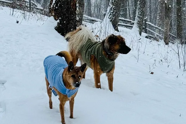 How Did My Tropical Dogs Handle Snow? Adapting to a New Environment