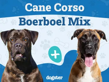 Cane Corso Boerboel Mix: Info, Pictures, Care & More