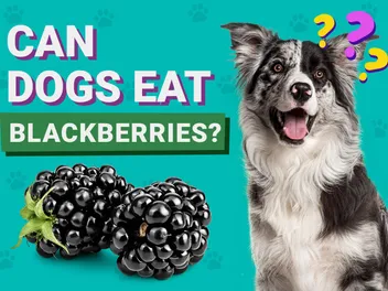 Can Dogs Eat Blackberries? Vet-Approved Facts & FAQ