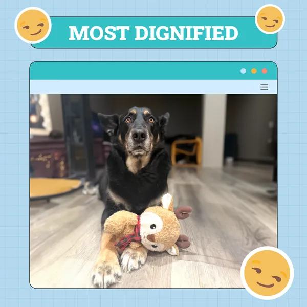 Most Dignified Dog