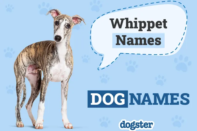 200+ Popular & Unique Whippet Names