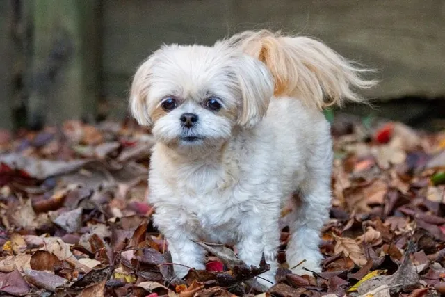 How Much Does a Shih Poo Cost? 2026 Price Guide