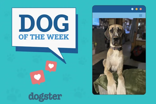 Dogster Photo Contest: Dogs of the Week Winners (January 2, 2025)