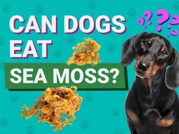 Can Dogs Eat Sea Moss? Vet-Verified Health Facts, Pros, Cons & FAQ
