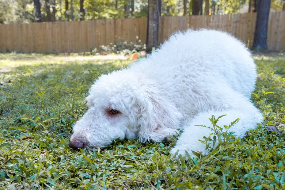 white goldendoodle lying on grass