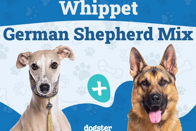 Whippet German Shepherd Mix: Info, Pictures, Care Guide & More