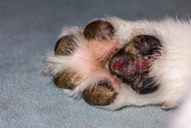 Foot Pad Injuries in Dogs: How to Recognize & Treat Them (Vet Approved)