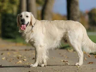 How Long Do Golden Retrievers Live? Average Lifespan, Data & Care