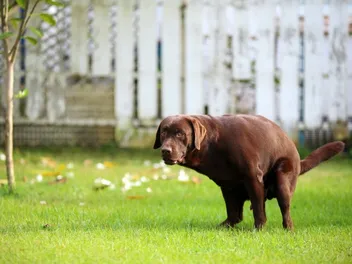 Why Is My Dog's Poop Dry & Powdery? 12 Vet-Reviewed Causes (With Pictures)