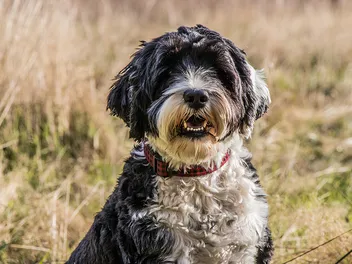 8 Best Calming Collars for Dogs in 2026 – Reviews & Top Picks
