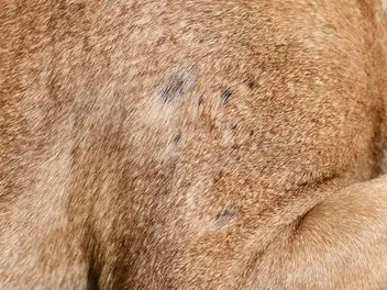 Why Does My Dog Have Small Bald Spots? Vet Reviewed Signs & Causes