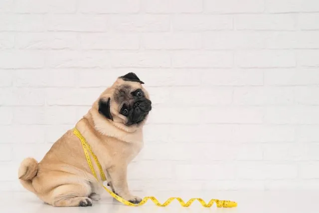 How to Measure a Dog’s Height: 3 Vet-Approved Tips