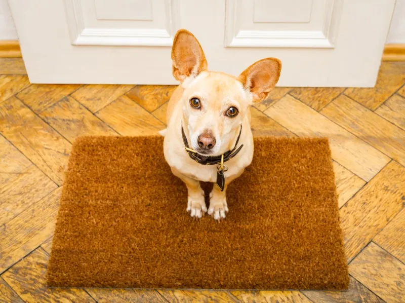 dog waiting for owner to play and go for a walk on door mat