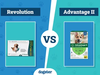 Revolution vs Advantage II Flea Treatment 2026 Comparison (Vet Answer)