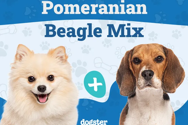 Pomeagle Dog Breed Guide: Info, Pictures & Care Guide