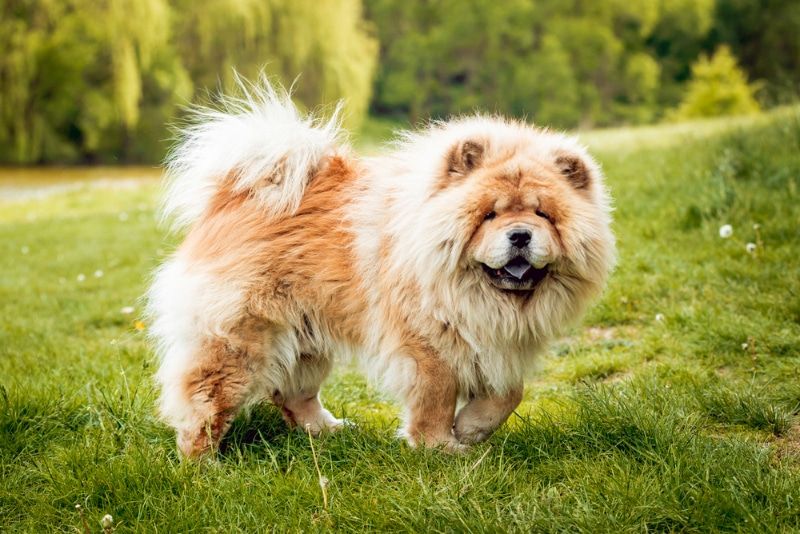 chow chow dog in the park