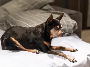 Sundowners In Dogs: Signs & Care Guide (Vet Answer)