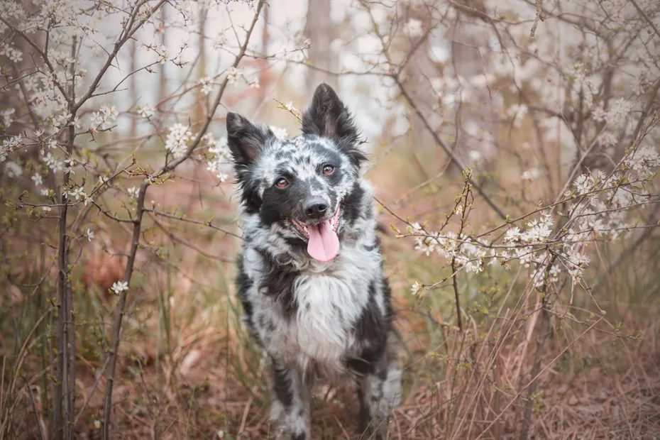 Mudi the rare dog breed