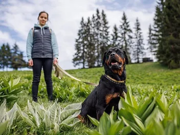 My Dog Keeps Sitting While Walking: 6 Vet-Verified Reasons