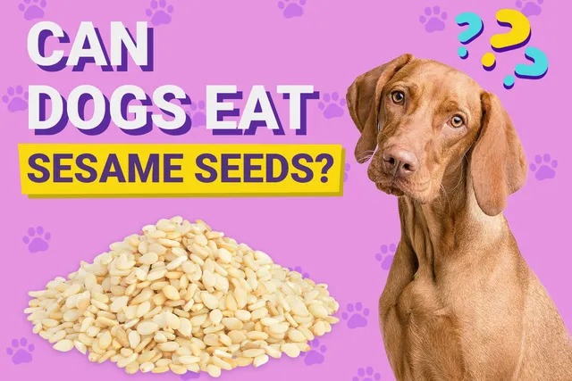 Can Dogs Eat Sesame Seeds? Vet-Verified Nutrition Facts