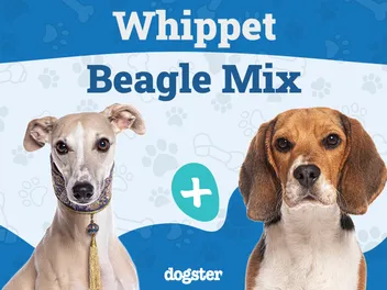 Whipbeagle (Whippet Beagle Mix): Info, Pictures, Care & Traits