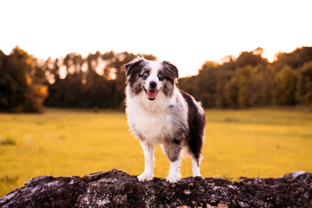 miniature australian shepherd