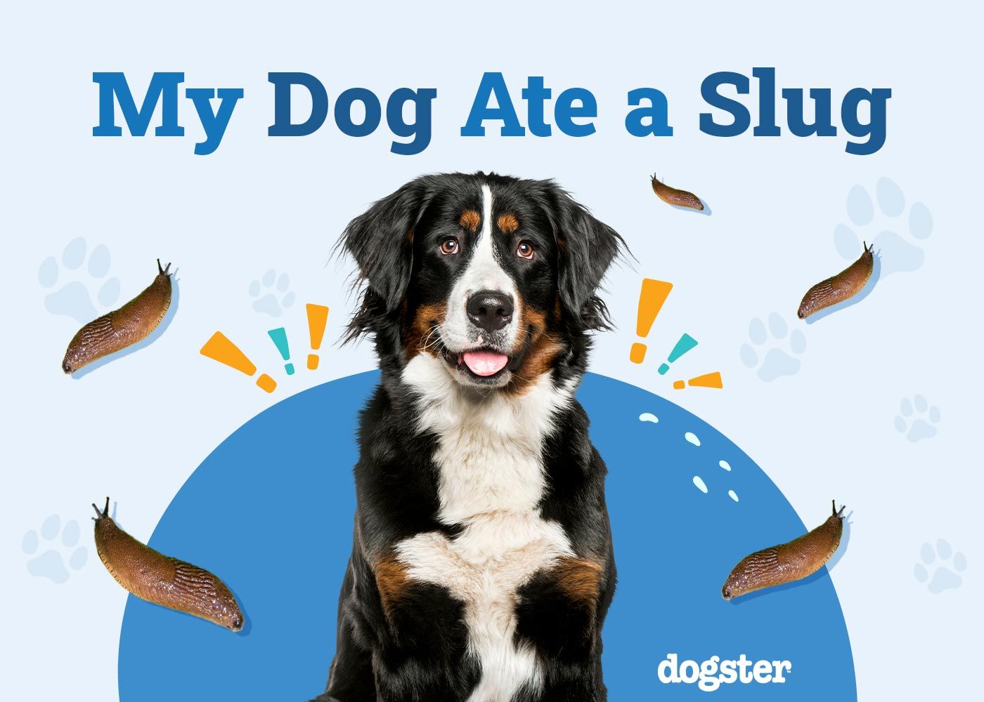 My Dog Ate a Slug