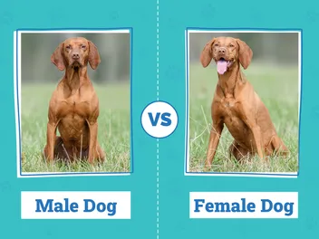 Male vs. Female Dogs: Vet-Reviewed Behavior Differences