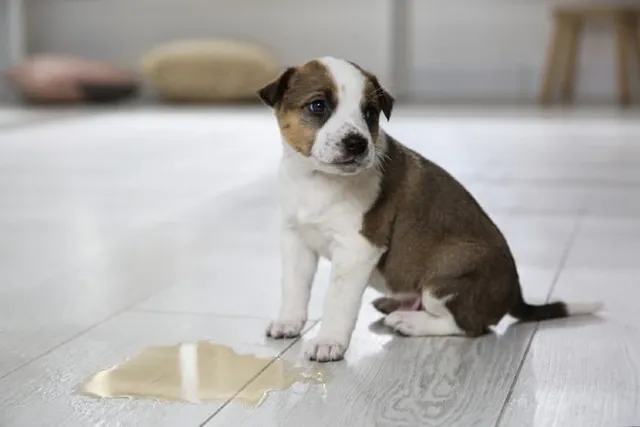 Dog Pee: Decoding Colors & Odors (With Vet-Approved Chart)