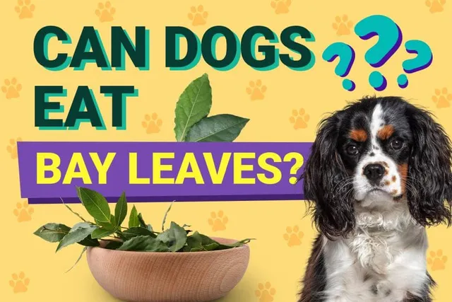 Can Dogs Eat Bay Leaves? Vet Approved Facts & FAQ