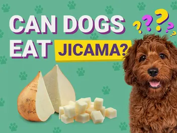 Can Dogs Eat Jicama? Vet-Verified Facts