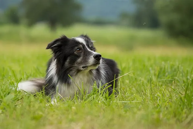 My Dog Keeps Eating Flies, What Should I Do? Vet-Verified Facts & FAQ