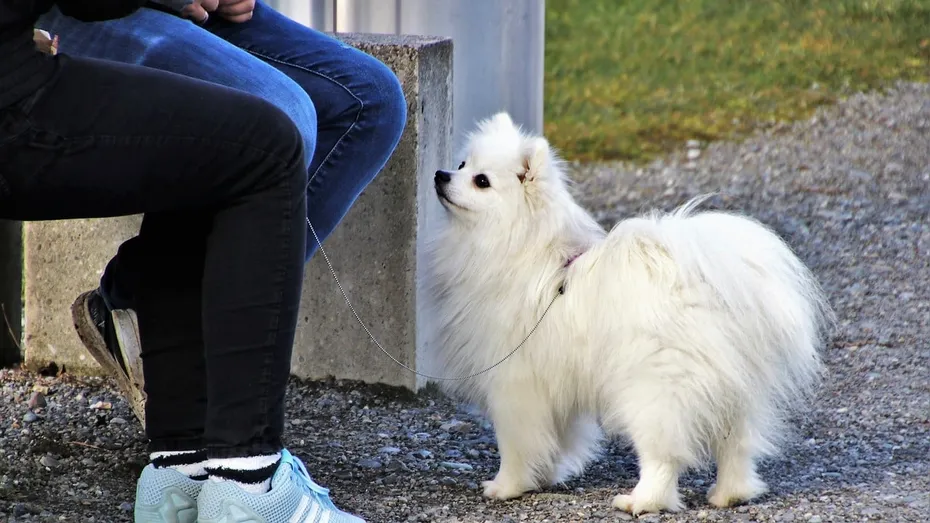 Miniature Spitz