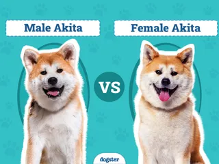 Male vs Female Akita: The Differences (With Pictures)