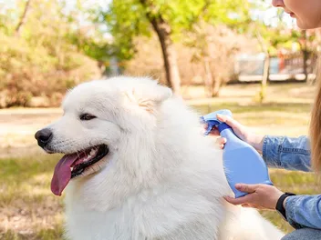 9 Best Waterless Dog Shampoos in 2026: Reviews & Top Picks