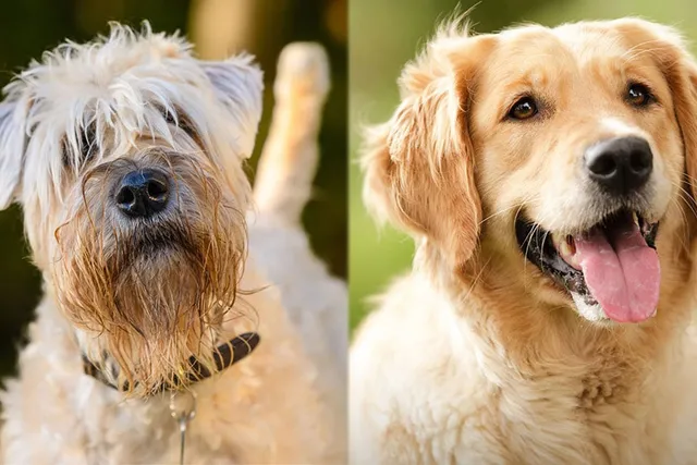 Soft Coated Golden (Wheaten Terrier Golden Retriever Mix): Info, Pictures, Traits & More