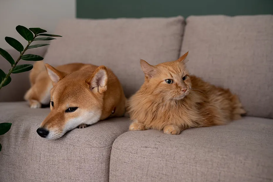 Red,Shiba,Inu,Dog,And,Red,Cat,Lying,On,Gray