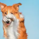 Do Dogs Get Embarrassed or Are They Just Well Trained?