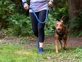 How to Run With Your Dog: Step-by Step Guide