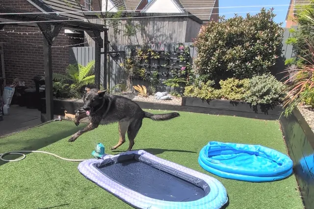 You Can’t Keep A Good Dog Down – Kodah's Newest Summer Favorite