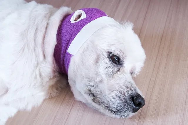 What Is the Life Expectancy of a Dog With Epilepsy? (Vet Answer)