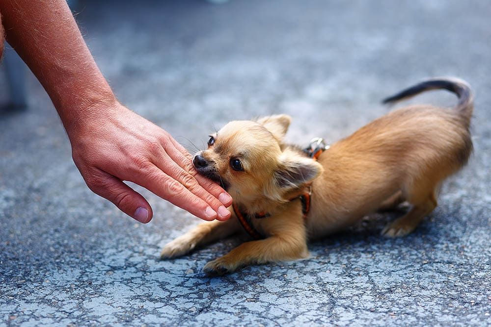 chihuahua biting a hand