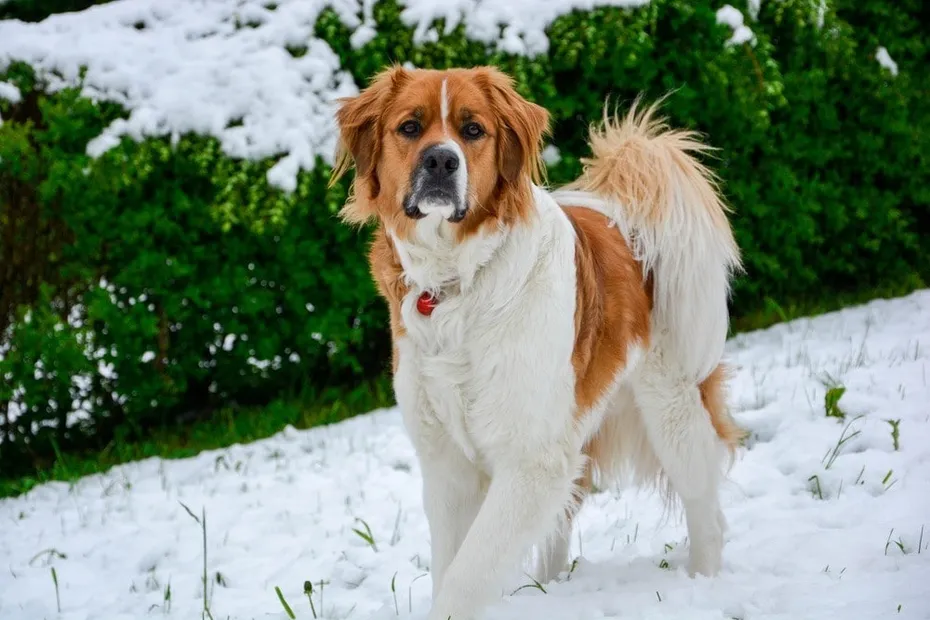 golden saint bernard