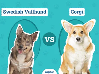 Swedish Vallhund vs Corgi: Main Differences (With Pictures)