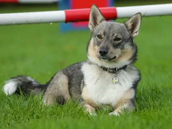 How Much Do Swedish Vallhunds Cost? 2026 Price Guide