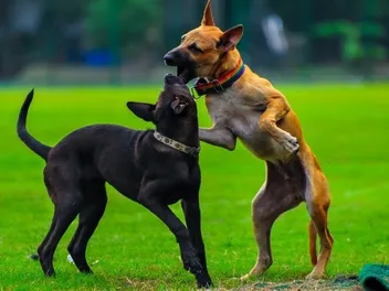 National Dog Fighting Awareness Day 2026: When It Is & How It's Celebrated